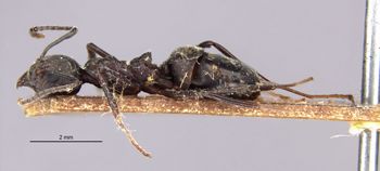Media type: image;   Entomology 21216 Aspect: habitus lateral view